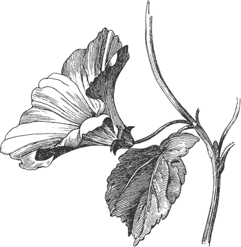Black and white illustration of a hibiscus flower with two large petals, a central stamen, and two textured leaves on a stem. The drawing showcases botanical details and intricate shading.