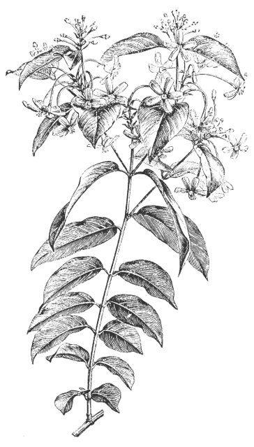 Detailed black-and-white botanical illustration of a flowering plant with elongated leaves and clusters of small flowers at the top of its branches.