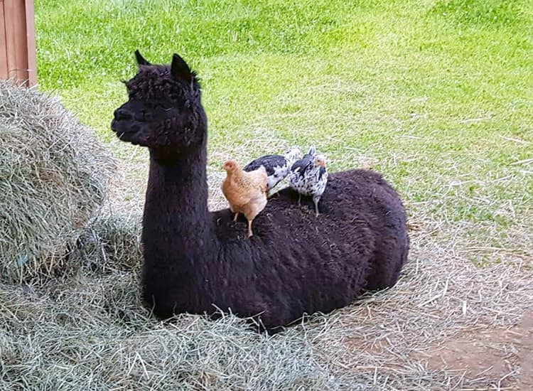 A black alpaca is lying on hay, with three chickens standing on its back. The setting appears to be a grassy outdoor area.