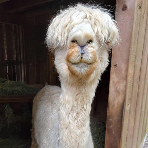 A close-up of a fluffy alpaca with long, shaggy fur covering its eyes, standing in the entrance of a wooden shelter. Its mouth and nose are visible, giving it a quirky, endearing expression.